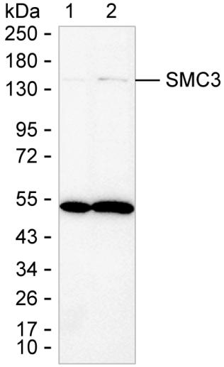 Smc3